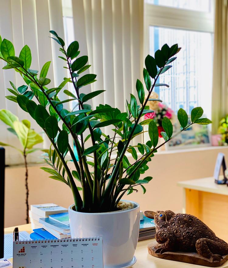 Có thể đặt cây phát tài trên bàn làm việc