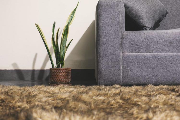 Đặt lưỡi hổ ở vị trí thích hợp trong nhà
