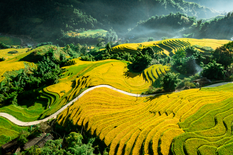 ruộng bậc thang vào mùa lúa chín