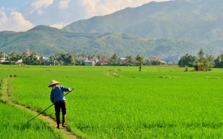 Đất ruộng cũng là đất nông nghiệp