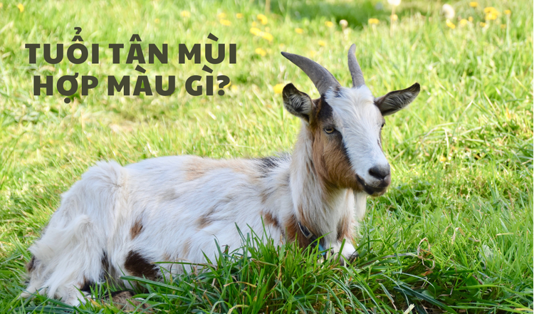 tuổi tân mùi hợp màu gì