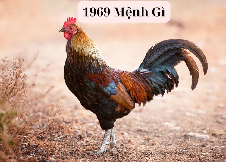 Sinh năm 1969 mệnh gì