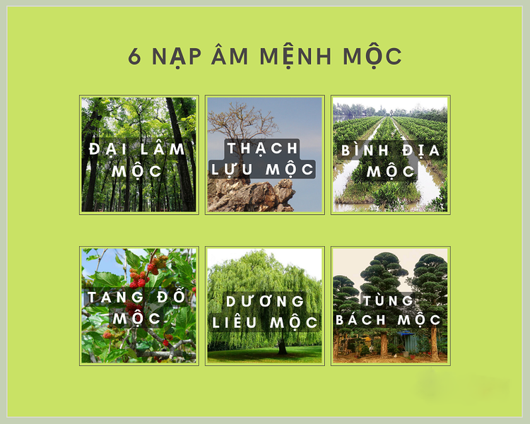 Đại Lâm Mộc là 1 trong 6 nạp âm của mệnh Mộc