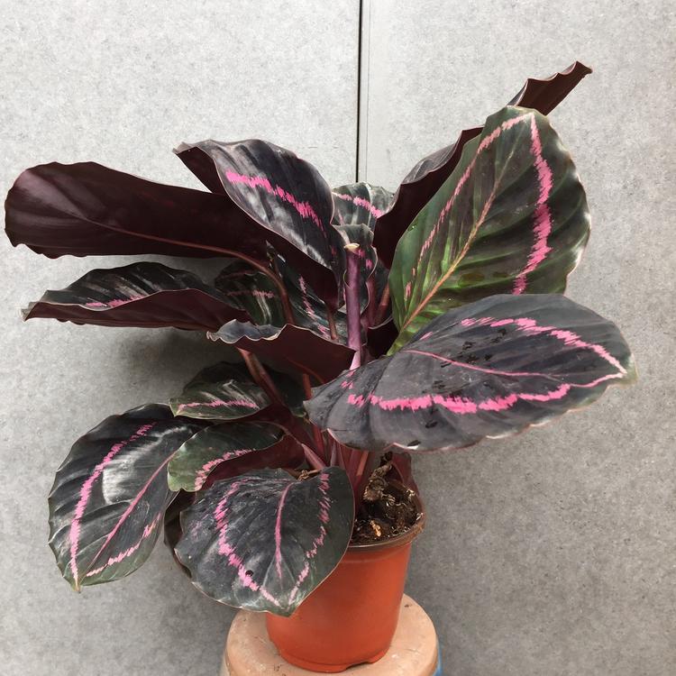 Hình ảnh cây đuôi công tím