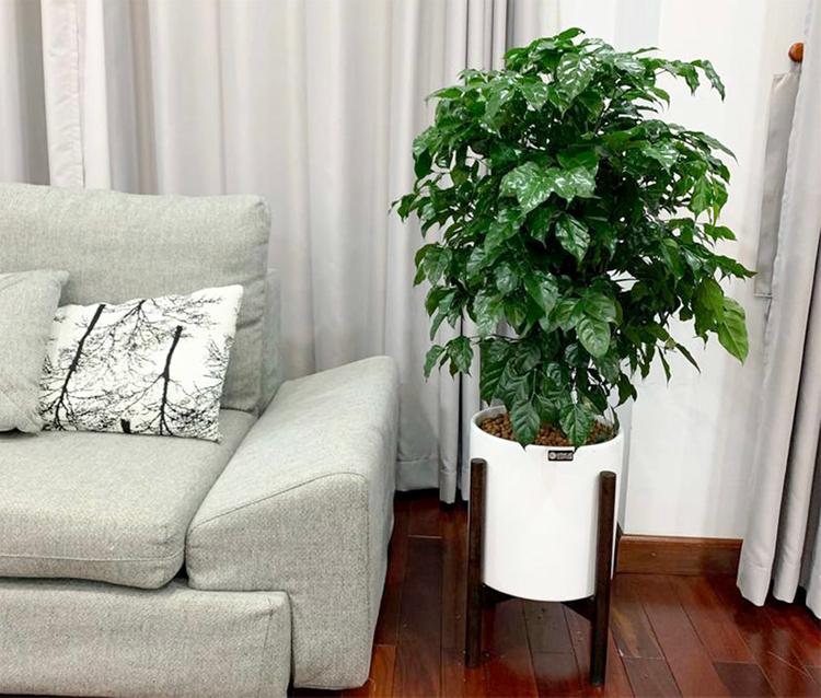 Người mệnh Thổ có thể trồng cây hạnh phúc trong nhà