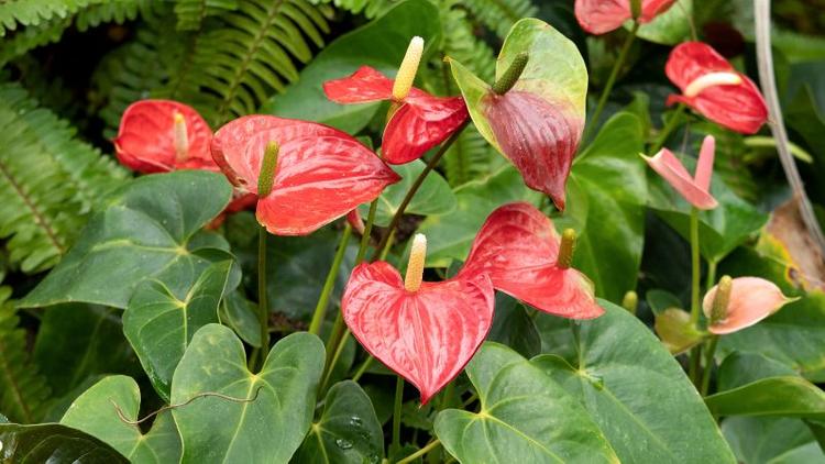 Người mệnh Thổ có thể chọn trồng cây hồng môn