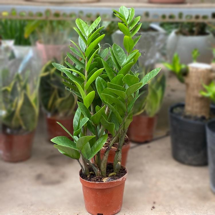 Người mệnh Thổ có thể trồng cây kim tiền 