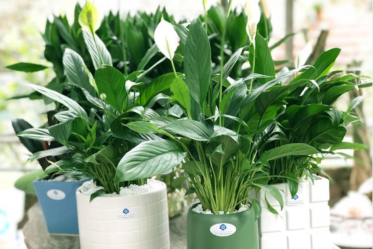 Người mệnh Giản Hạ Thủy hợp cây Lan Ý