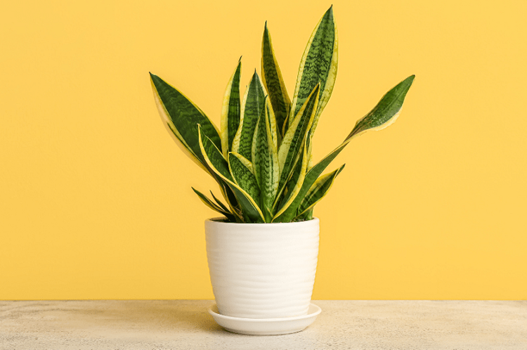 Cây lưỡi hổ vàng