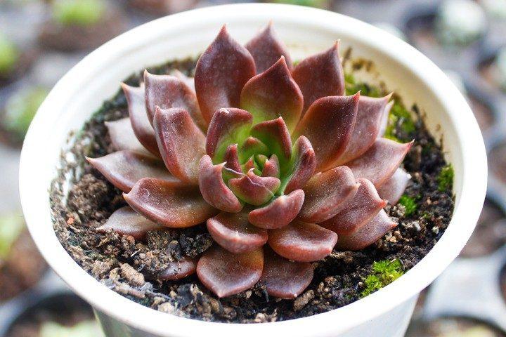 Hình ảnh cây sen đá nâu