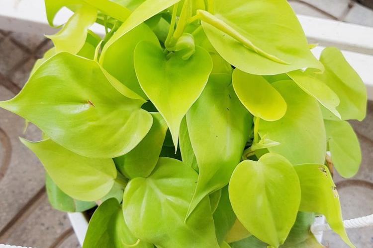 Cây trầu bà vàng