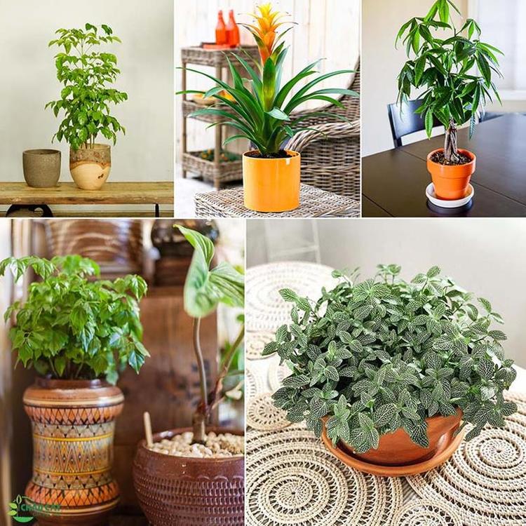 Người mệnh Thổ nên ưu tiên trồng cây cảnh vào các chậu gốm, sứ