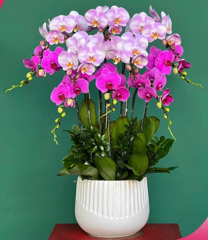 Chậu lan hồ điệp màu tím hồng