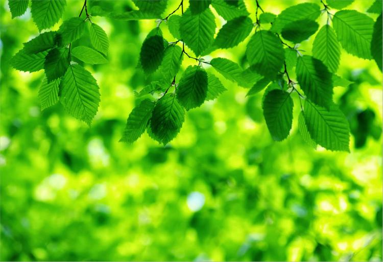 Tuổi 1987 mệnh Hỏa rất hợp màu xanh lá cây