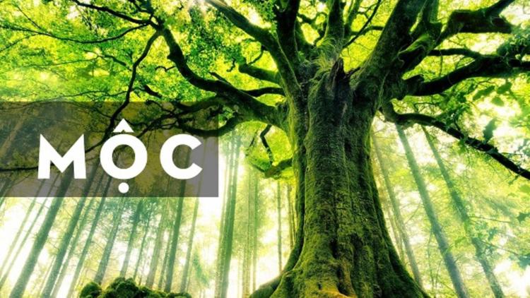 Phong thủy ứng dụng của người mệnh Đại Lâm Mộc