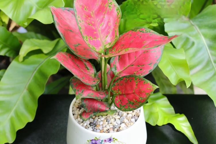 Cây vạn lộc lá đỏ