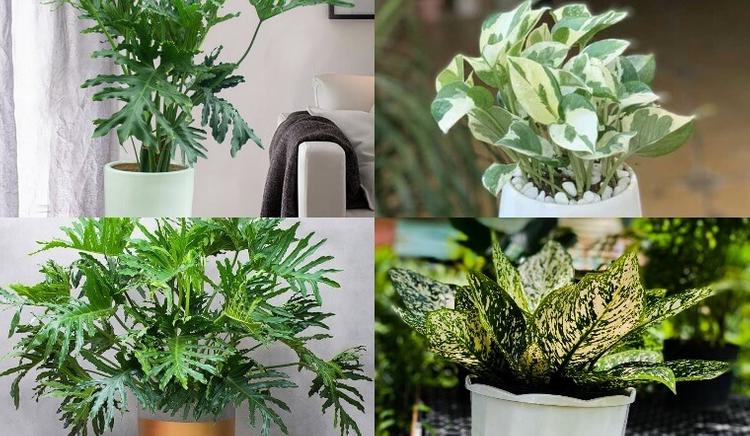 Các loại cây có lá màu xanh rất hợp với người Tang Đố Mộc