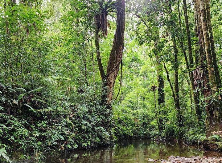 Mệnh Mộc được  biểu hiện dưới nhiều dạng thức khác nhau của cây cối