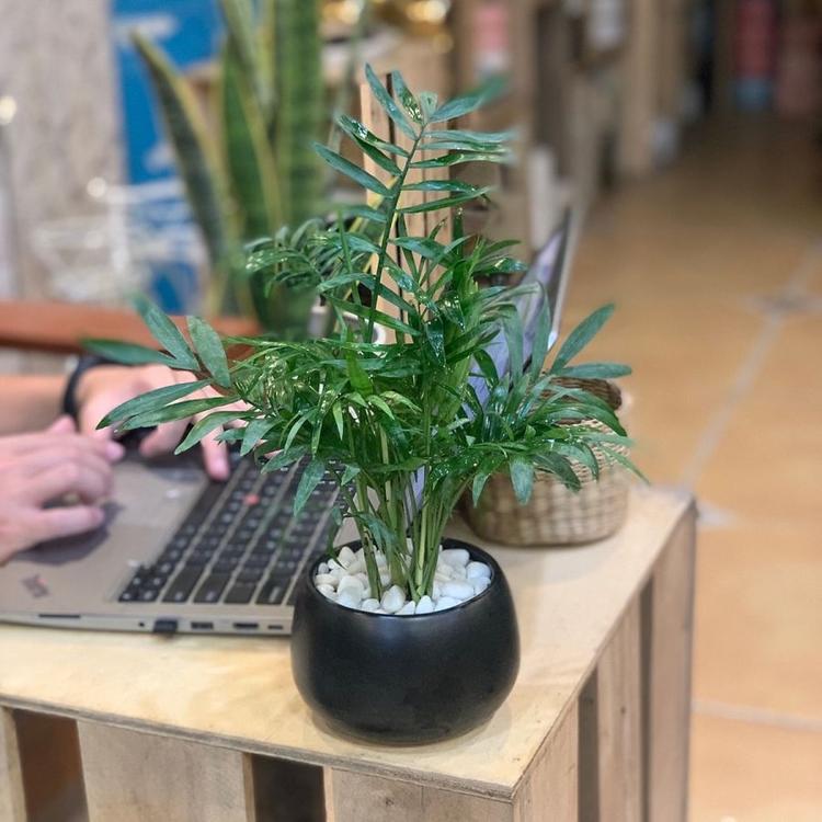 Hình ảnh cây cau tiểu trâm để bàn làm việc