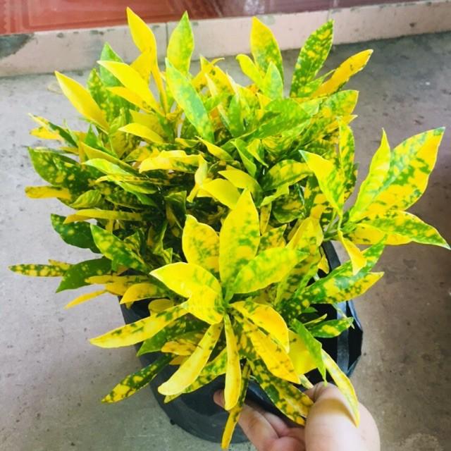 cây cây cô tòng lá đốm 