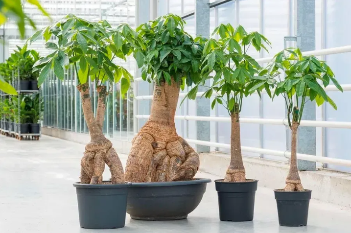 Cây kim ngân ngày càng được nhiều người ưa chuộng