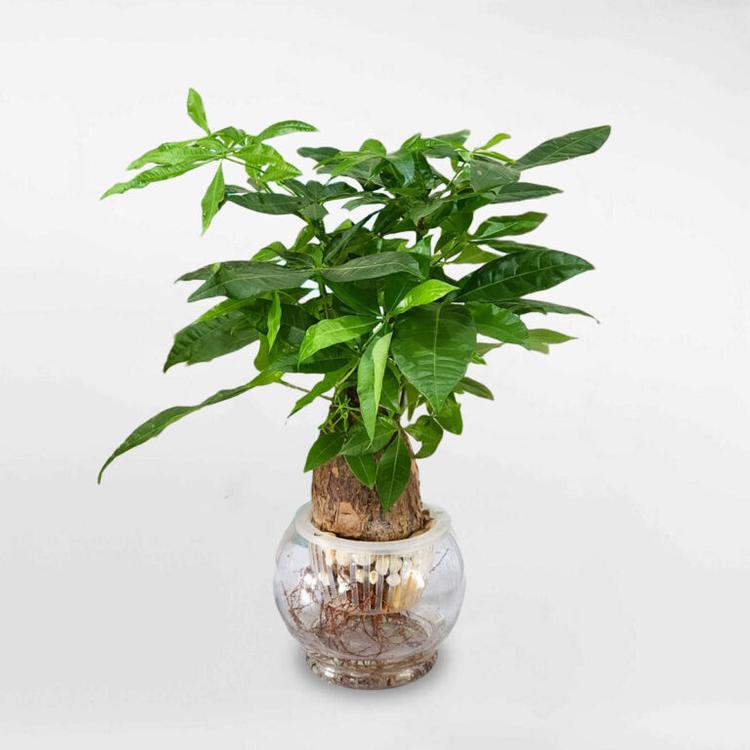 Cây kim ngân thủy sinh phù hợp bày trí ở bàn làm việc
