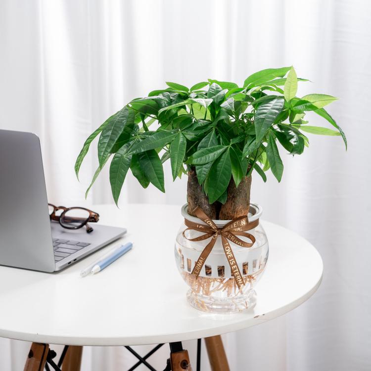 Cây kim ngân là món quà được nhiều người lựa chọn