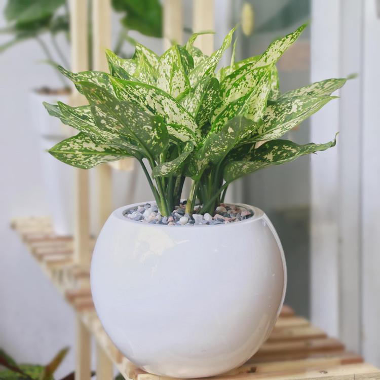 Cây ngọc ngân là loài cây hợp mệnh Mộc