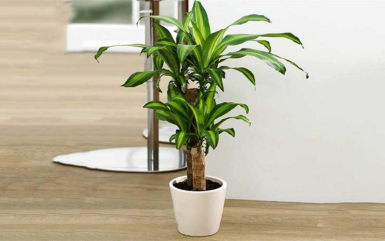 Cây thiết mộc lan, còn gọi là cây phát tài.