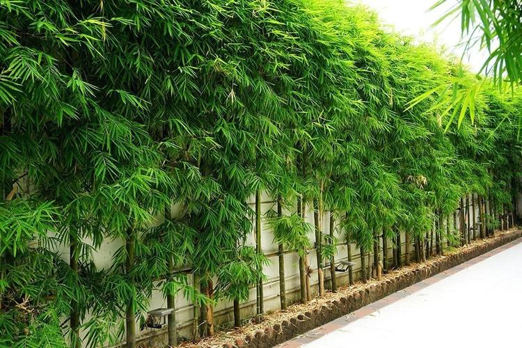 Mẫu hàng rào bằng tre trúc không chỉ mang đến cảnh quan xanh mát mà còn giúp lọc không khí rất tốt