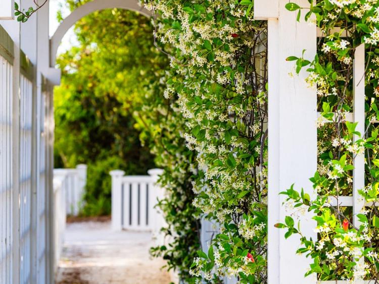 Nên thiết kế giàn hoa leo trước cổng phù hợp với diện tích ngôi nhà