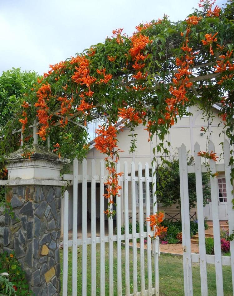 Khi dùng loại cây này làm giàn hoa leo trước cổng sẽ giúp cho tình cảm vợ chồng trong nhà luôn nồng nàn, hạnh phúc