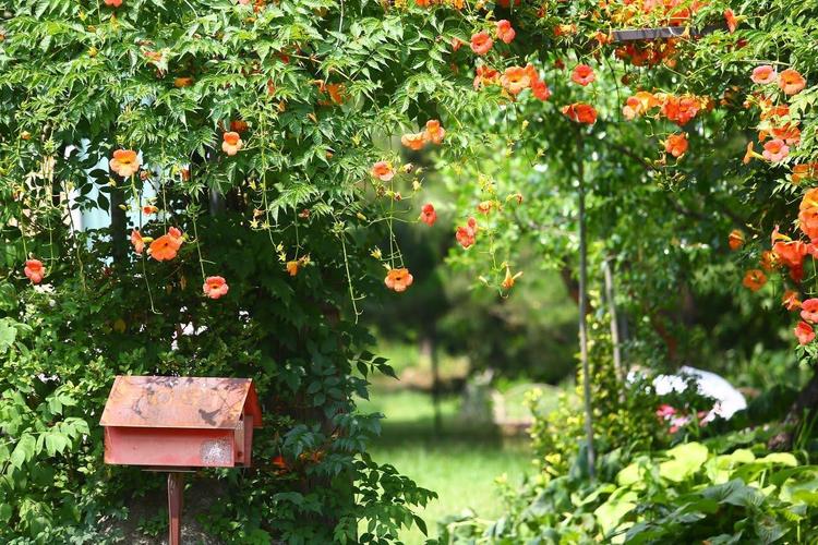 Giàn hoa Đăng Tiêu có màu sắc bắt mắt và rực rỡ