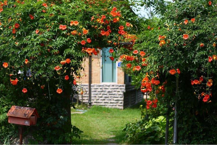 Thiết kế giàn hoa Đăng Tiêu đem lại cho căn nhà làn không khí tươi mát, trong lành