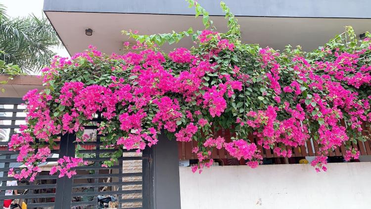 Hoa giấy được nhiều gia đình lựa chọn trồng trước cổng hay cửa nhà