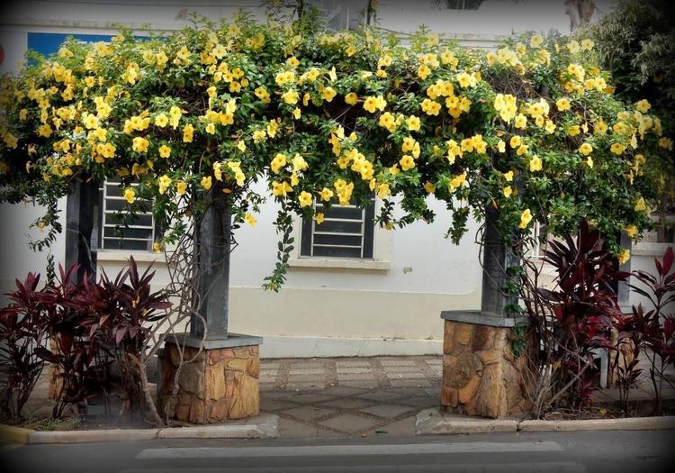 Giàn hoa Huỳnh Anh cho nhiều chùm hoa màu vàng xinh xắn