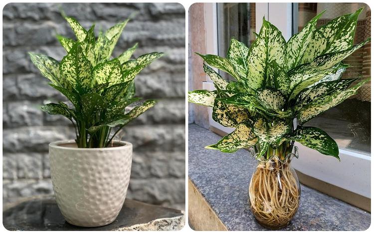 Cây ngọc ngân hợp với mệnh chủ Kim Bạch Kim