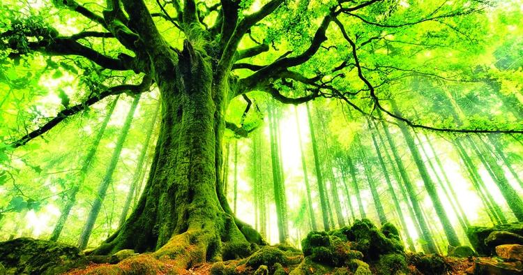 Mộc tượng trưng cho cây cối