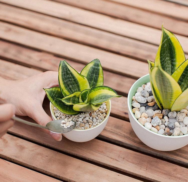 Chọn cây trồng trong nhà cho người mệnh Thổ 