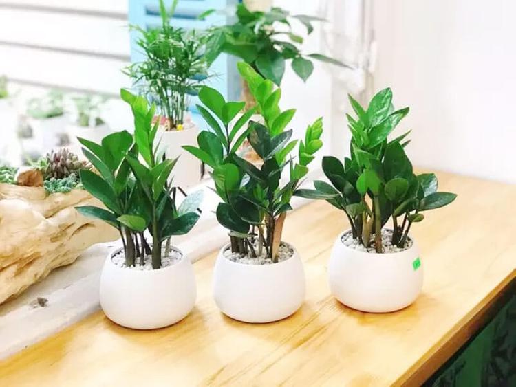 Cây kim tiền hợp với nữ mệnh Kim