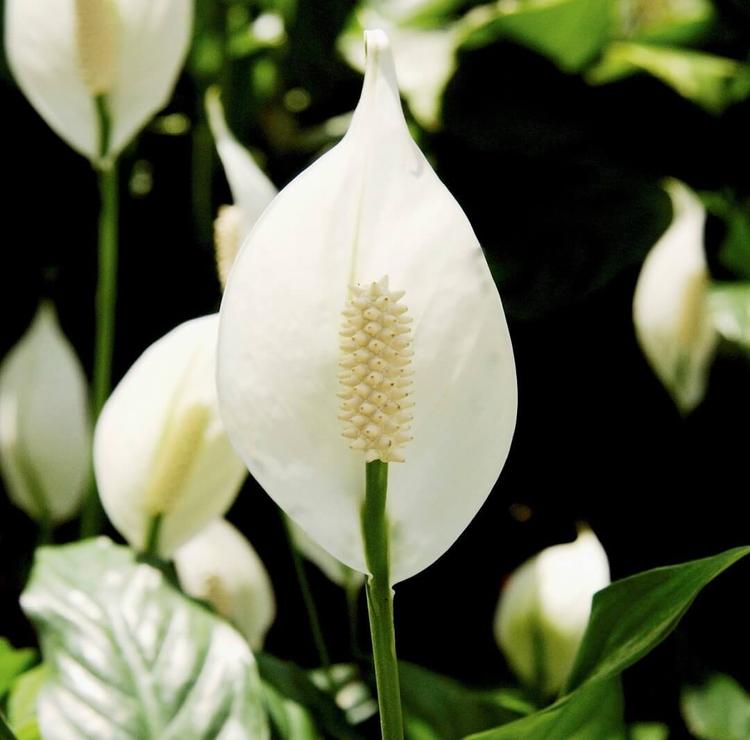 Đặt cây lan ý ở đúng vị trí 