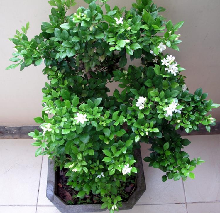 Hình ảnh cây nguyệt quế