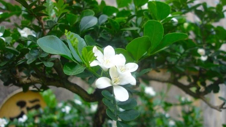 Hoa cây nguyệt quế có màu trắng