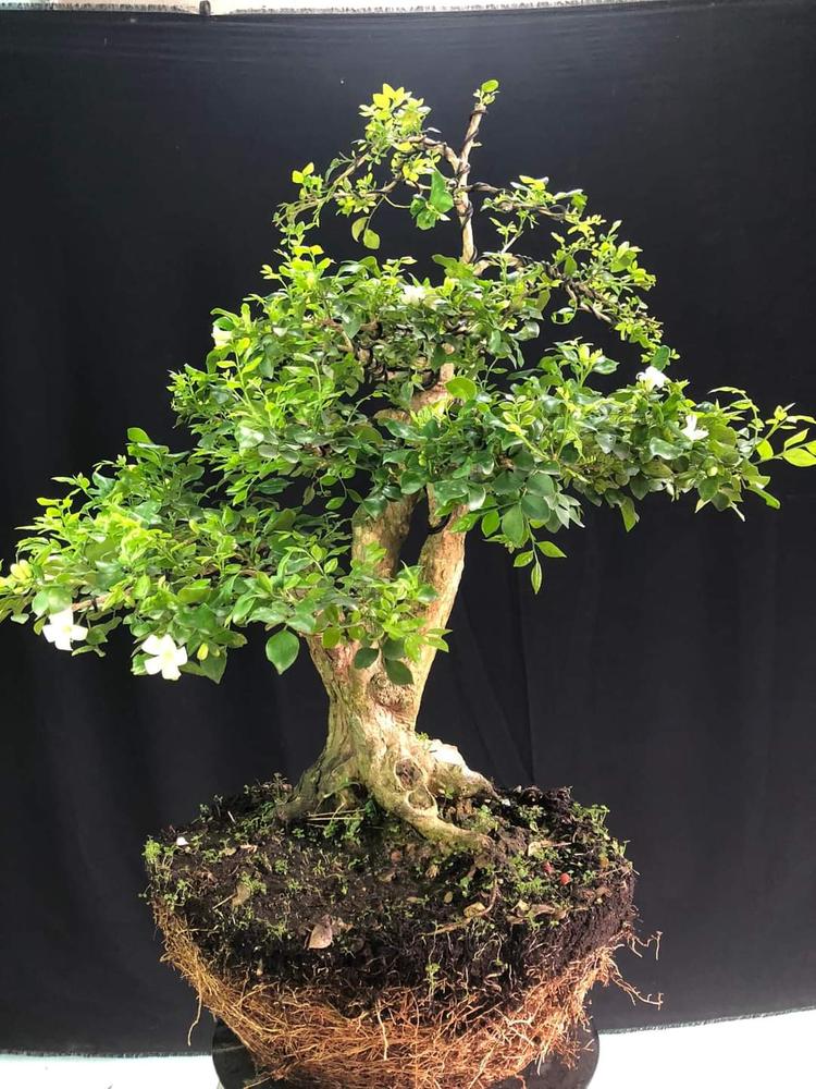 Cây nguyệt quế dáng bonsai đẹp