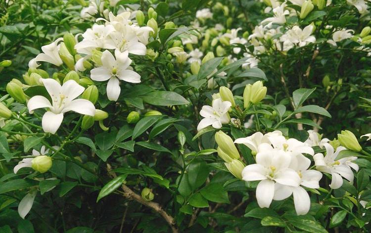 Cây nguyệt quế hợp nhất với mệnh Hỏa