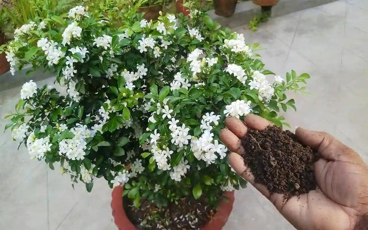 Nguyệt quế ưa đất tơi xốp, dễ thoát nước.