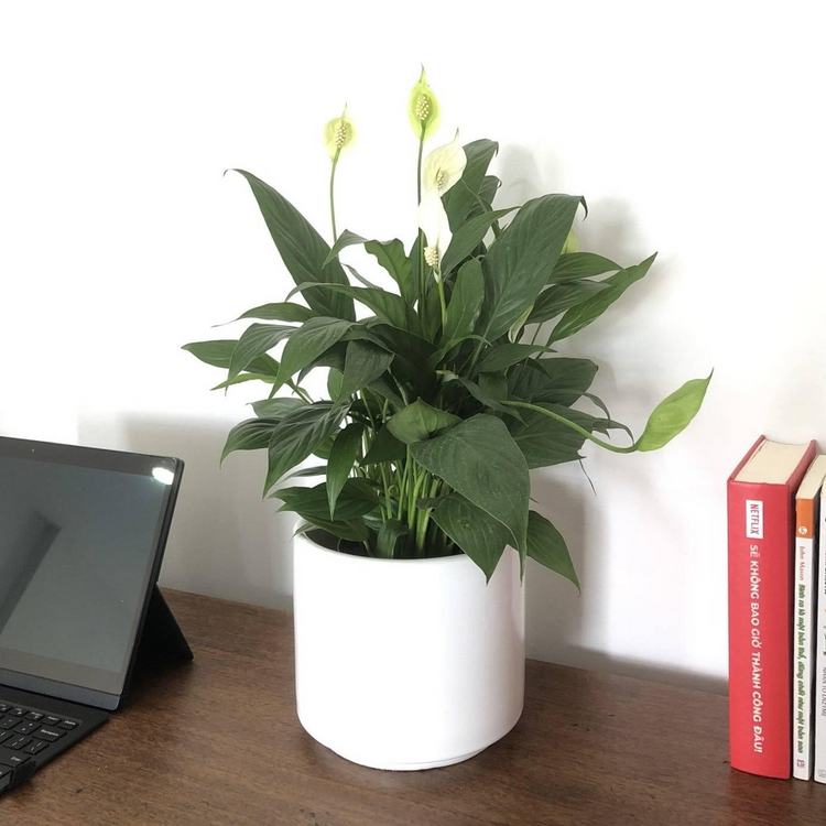 Cây lan ý khi bày trí trên bàn làm việc