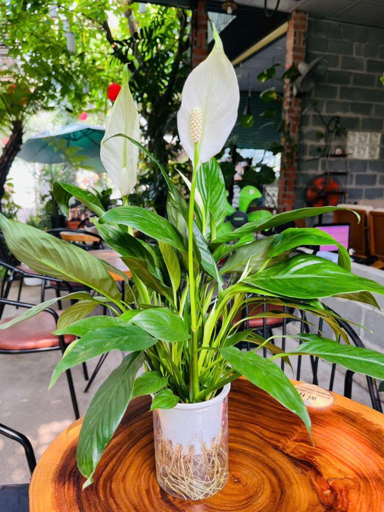 Cây lan ý rất phù hợp với người mệnh Mộc