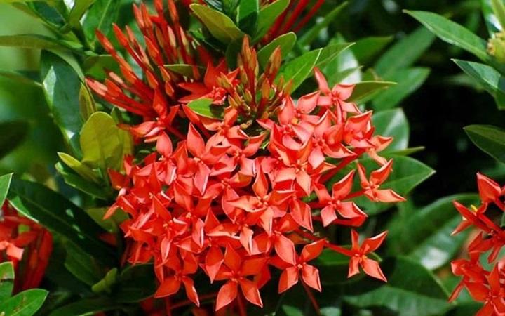 Hình ảnh hoa mẫu đơn ta