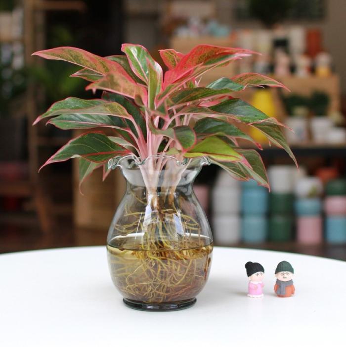 Hình ảnh cây Phú Quý trồng thủy sinh. 